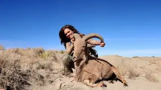 New Mexico Aoudad