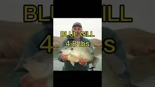 #fishing #bass #cool #fish #fishbrain #fishingrod #fish #lures #summer #fun #recored #world