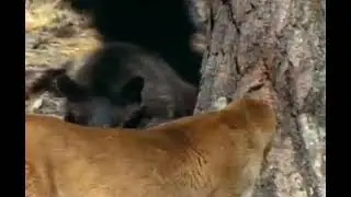 American Black Bear attacks Mountain Lion part 2