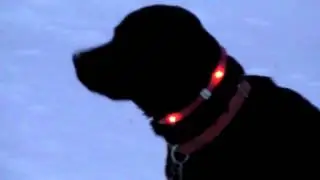 Ошейник для собак светодиодный LED Dog Collar