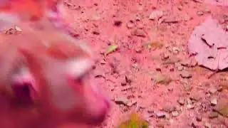 cute baby monkey2023 15