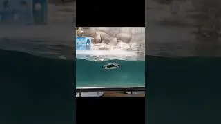 Penguin swimming!!#penguin #water #swimming #beautiful #animals #byculla #zoo #mumbai #follow