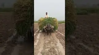 bull cart#buffalo bull cart Pakistan village videos