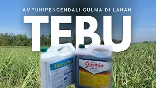 ANDALAN PETANI !! HERBISIDA SISTEMIK AMEXONE DAN STARMIN MEGATASI GULMA DI LAHAN PERKEBUNAN TEBU 