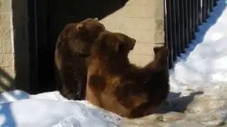 Les ours bruns viennent tout juste de sortir ...
