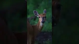 Be still and appreciate the beauty of this fawn. More @askinghim  #babydeer #babydoe #fawn #fawns
