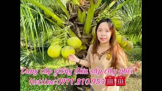 Hotline:0971.810.950 làm giàu cùng dừa sáp cấy phôi nhé #duagiong #duasap #duasapcauke#duasaptravunh