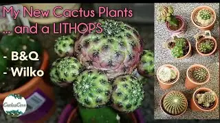 CACTUS PLANTS Collection - WILKO & B&Q (My new Cactus Pickups & LITHOPS)