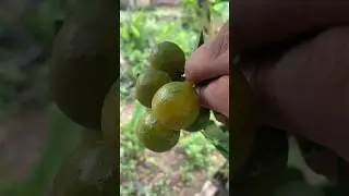 Icip jeruk sambal atau jeruk sonkit