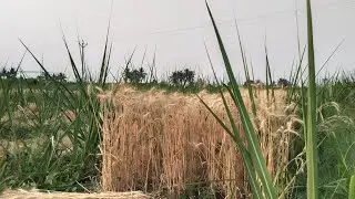# लाईव्ह में व्हिडिओ चलाना