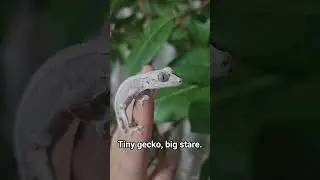 Warning: This Gecko will steal your heart