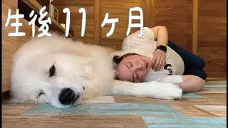 【生後11ヶ月】まだ１歳になっていないとは思えない我が家のデカ子犬｜グレートピレニーズ