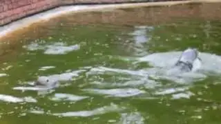 Foka pospolita-Nowe ZOO poznań-poranne karmienie