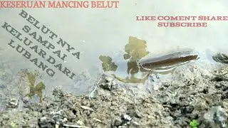 Keseruan mancing BELUT nya sampe keluar dari lubang ☺️☺️