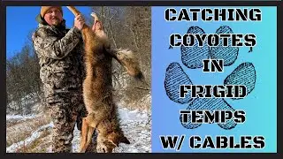 Catching Coyotes In Frigid Temps With Cables | Predator Control