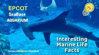 EPCOT 2025 SeaBase Aquarium Real SeaLife Exploration 4K | Did You Know? 🐠 | Walt Disney World 