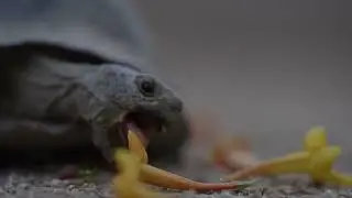 Our Desert Tortoise Loves His ZOO LAND Dinner!