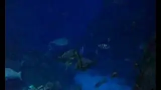 Fish-The Company.