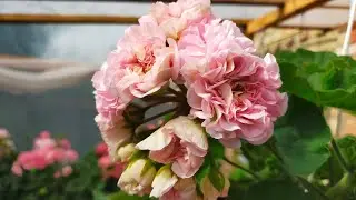 87. Трошки 🇺🇦 селекції - ЛіА, Грація, ШИК 💐 Коко Шанель, Grand Prix, Гіпноз, Соланж, Княгиня Ольга