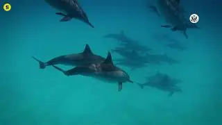 World Ocean Day 2023