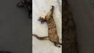 MEOW !!! #CatVideos #CatClimbingTree