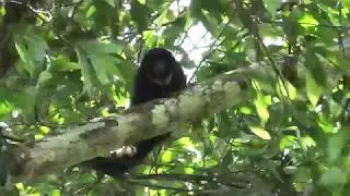 Colombian Black-Handed Titi Monkeys, Framed by a Gentle Breeze!