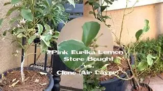 Variegated Pink Eurika Lemon tree grafted vs Air layer