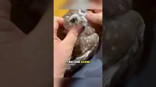 Couple rescues owl, forms unlikely bond #animals #shortsvideo #owl