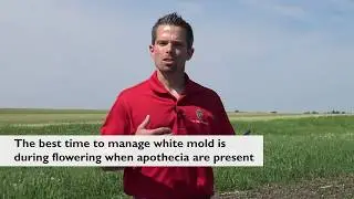 Early Season Management Options for White Mold in Soybean