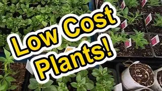 3 Ways to Get Plants for Your Nursery or Garden-CHEAP!