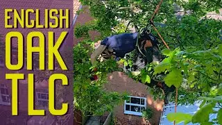 Mature Oak Tree TLC | Removing deadwood | Pruning an TPO Oak Tree | Caring for trees