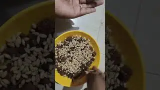 How to grow wheat grass at home full video link given in description #shorts#