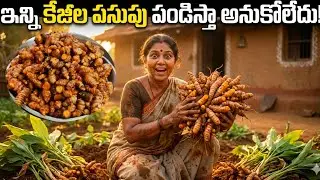 ఇంట్లోనే సులబంగా 10కిలోల పసుపు పండించాను//organic termaric at home#MRvlogs345