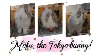 Would you like to see what bunny mofu does in the morning? #mofu #bunny #rabbit #cute #viralvideo 