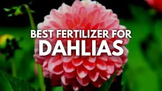 Best Fertilizer for Dahlias | How to Bloom your Dahlias