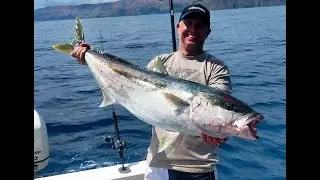 Okiwi Bay Kingfish.