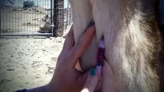 How To Draw Blood on Goats