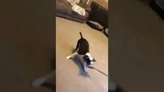 Best Dog Toy Ever . Flirt pole with MoMo the Boston Terrier