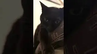 Loveofmylife ❤️#meanimau #cat #shortsfeed #cats #ytshorts #shorts #catvideos #cartoon #love #cute