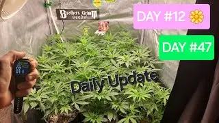 SEED TO HARVEST Flower Day #12! NL x C99 ,222, Space Queen, EthosXXX, Burnt Watermelon, Hippie Grape