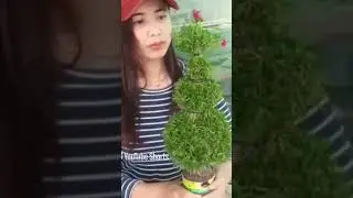 Do You Know How to Grow The Beautiful Moss Rose That Many People Love ? #portulaca #gardeningideas