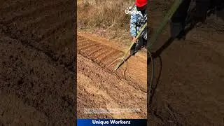 Traditional Farming Tool: Farmer Prepares Perfect Soil Beds Using Simple Wooden Plow