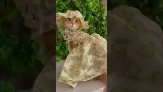 Madam Kitty #shorts #viral #funny