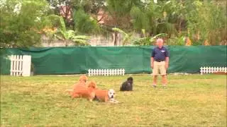 Richard Heinz Miami's Best Dog Trainer : 4 dog down command