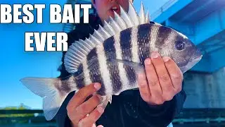 Bridge Fishing For Sheepshead With The Best FREE Bait In Tampa Bay!