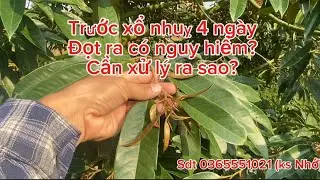 Trước xổ nhuỵ sầu riêng cần tập trung 3 yếu tố quan trọng.