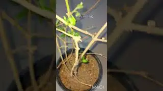 How to do hard pruning ✂️🪴 #pruning #prune #pruningtips #summerplant #gardeningideas #shorts #mogra