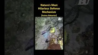 Nature's Most Hilarious Defense Mechanism #youtubeshorts #nature #funny #wildlife #animals