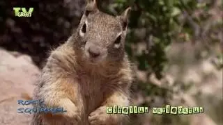 FaunaView: Grand Canyon - Rock Squirrel