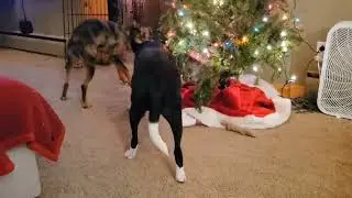 Video of adoptable pet named Ohni